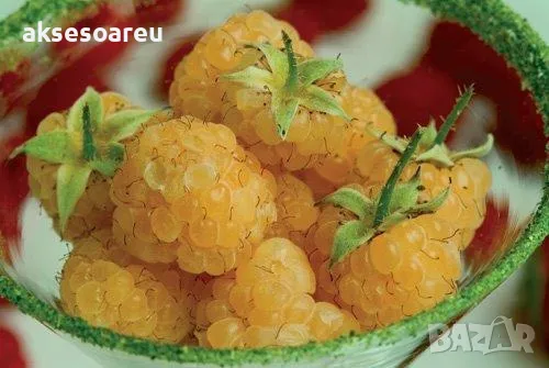 20 качествени Семена от Британска Есенна Златна Малина Златни наситени Сладки Малини сочни плодове , снимка 11 - Сортови семена и луковици - 50332013