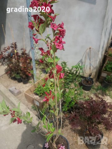Вайгела , снимка 11 - Градински цветя и растения - 27205133