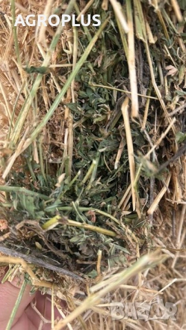 Люцерна Големи Бали, снимка 2 - За селскостопански - 53225496