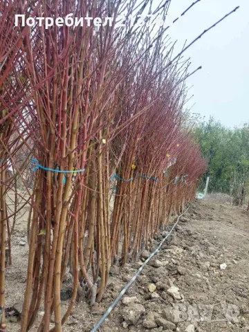 ДРЪВЧЕТА  ОРЕХ ПЕКАН  , ПРАСКОВА сорт ХАЛЕ и КАЙСИЯ едра сорт ФАРБАЛИ и СИЛИСТРЕНСКА КОМПОТНА , снимка 6 - Градински цветя и растения - 49554979