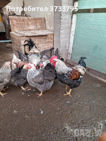 Оплодени яйца от катунски кокошки, снимка 4 - други­ - 53478133