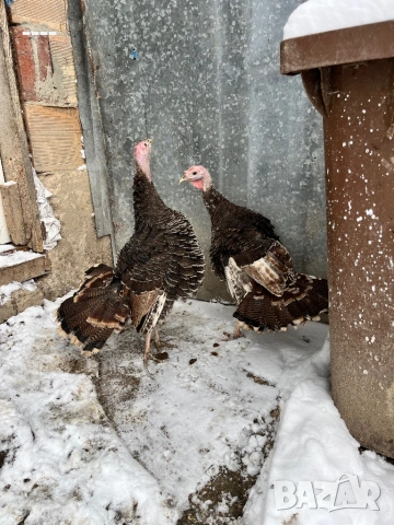 Продавам млади пуйки, снимка 2 - Кокошки и пуйки - 53332639