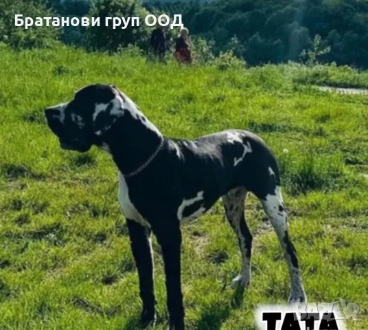 Немски дог с родословие, снимка 3 - Други - 51329168