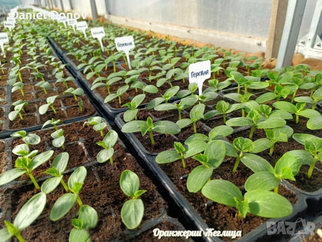КАТАЛОГ РАЗСАДИ ПРОЛЕТ-ЛЯТО 2026, снимка 9 - Разсади - 52473586