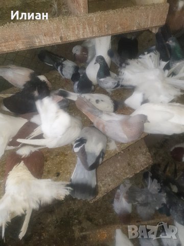 Продавам гълъби , снимка 4 - Гълъби - 43412570