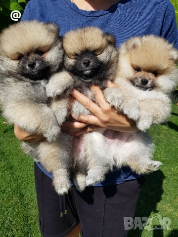 Померан померанчета свободни!, снимка 16 - Померан - 51699800