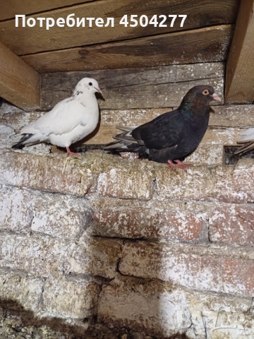 Свободни чифтове, снимка 5 - Гълъби - 50677117