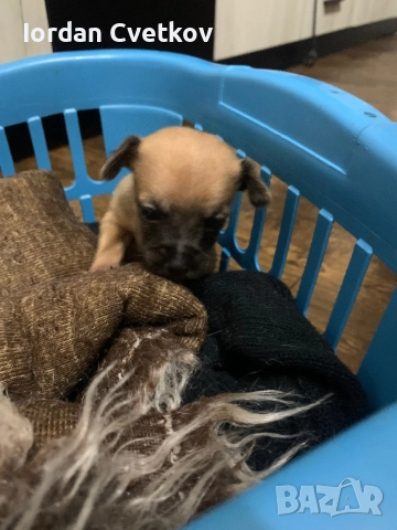 Пясъчни Мини Пинчери , снимка 4 - Пинчер - 52508096
