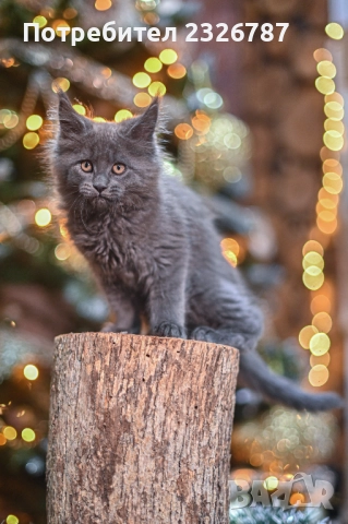 Продавам коте мейн-кун, снимка 8 - Мейн кун - 52864422