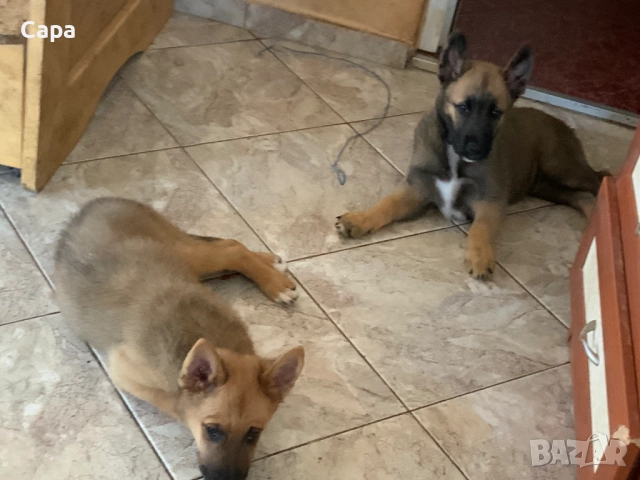 Белгийски овчарки уникални/0882028884 и евентуален:0884055453