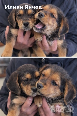Подарявам гончета , снимка 3 - Гонче - 53261654