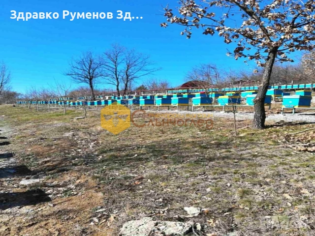 Презимували пчелни семейства - ДБ и ЛР