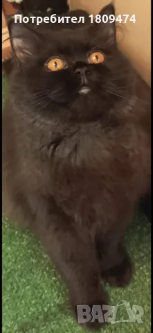 Britancheta, Shotlandski klepouhi koteta, снимка 18 - Британска късокосместа - 37322118