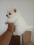 Mini Pomeran , снимка 1