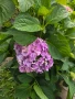 Хортензия ,бяла и розова , снимка 15