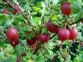 Цариградско грозде, Бодливо грозде Бяло и червено, снимка 1 - Разсади - 42940754