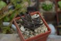 Хавортия, хавортиопсис (Haworthiopsis (syn.: Haworthia) limifolia)