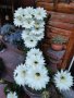 Цъфтящ кактус Ехинопсис (Echinopsis eyriesii) различни големини, снимка 2