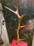 Еленов рог , снимка 1