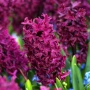 🌸🌿💞 Зюмбюл в саксия (Hyacinthus), снимка 14