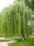 Плачеща върба Salix babylonica, снимка 1 - Градински цветя и растения - 40362379