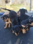  кученца , снимка 6