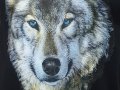 Нова мъжка тениска с трансферен печат Вълк със сини очи, Серия вълци, снимка 2