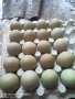 Яйца за люпене , снимка 1 - други­ - 44111631