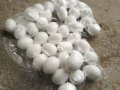 Изкуствени пластмасови яйца за фазани, снимка 1 - За птици - 35279556