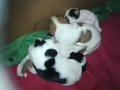 ПРОДАВАМ jack russell terrier 2305210838, снимка 14