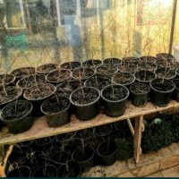 Продавам ИНДИЙСКИ ЛЮЛЯК (Lagerstroemia indica) от 80 см до 4м. подготвени в контейнер(саксия)  , снимка 6 - Градински цветя и растения - 32610145