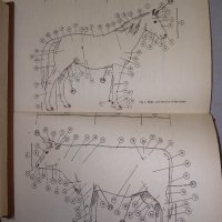 Английско-Български речник по животновъдство., снимка 2 - Чуждоезиково обучение, речници - 38855615