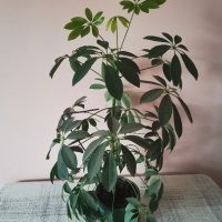 Шефлера - млади растения , снимка 1 - Стайни растения - 29690994