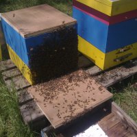 Пчелни майки, отводки и кошери по програмите 2024 ( - 10% ), снимка 3 - За пчели - 43931137