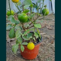 лимон,зелен лимон лайм,кумкуат, снимка 9 - Градински цветя и растения - 43271965
