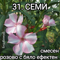 Олеандри , снимка 18 - Градински цветя и растения - 41438194