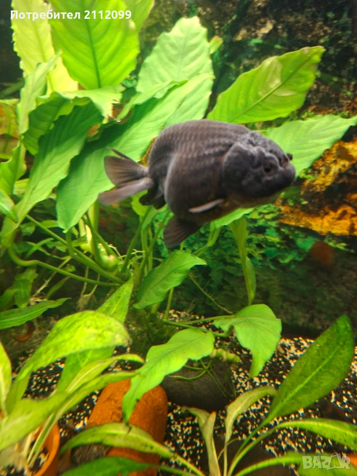 Ранчу черно 7см , снимка 1