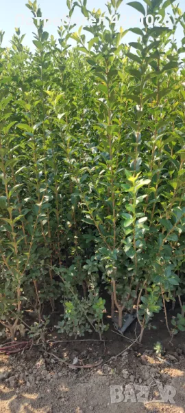 Продавам Лигуструм (жив-плет), снимка 1