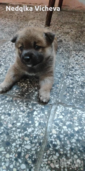 Продавам Шиба Ину, снимка 1