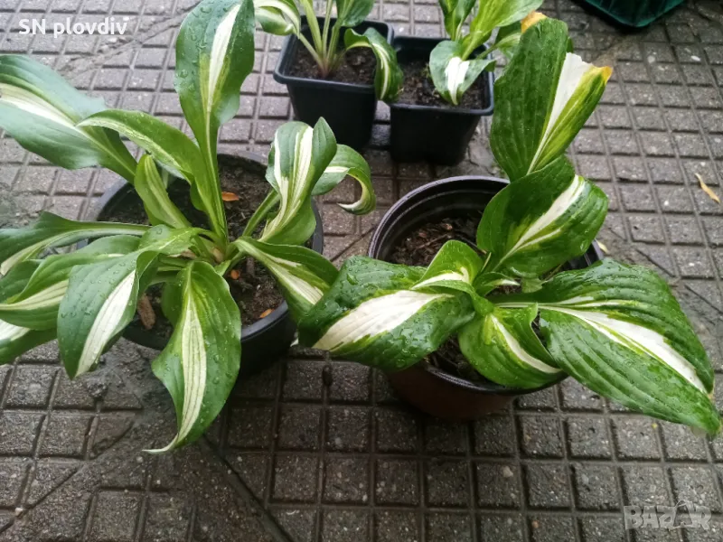 Хоста, снимка 1