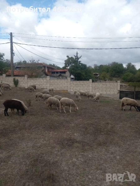 Североизточнобългарска тънкорунна 35 броя, снимка 1