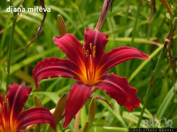 Хемерокалис Crimson Pirate, студоустойчив, снимка 1