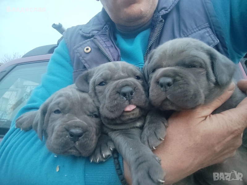 Кане Корсо бебета , снимка 1