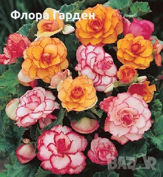 БЕГОНИЯ - Грудки/ ПРЕДВАРИТЕЛНИ ПОРЪЧКИ, снимка 1
