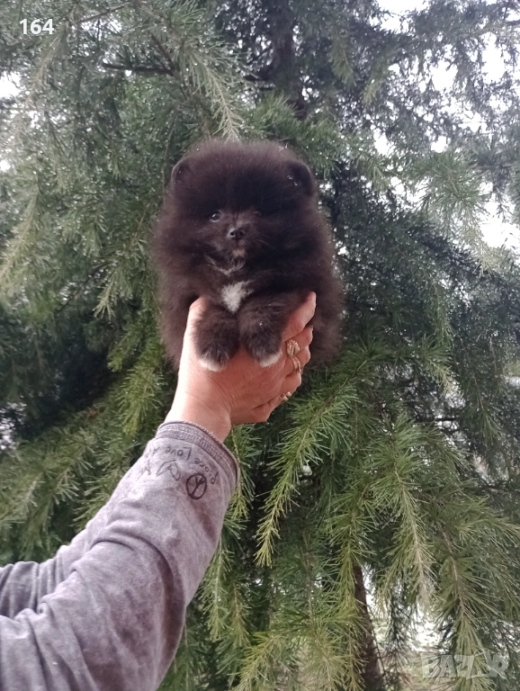 Мъжки Померан. Реални снимки от 01.02.26 г. , снимка 1