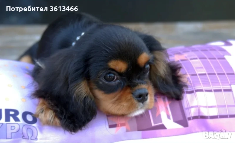 Кавалер кинг чарлз шпаньол черно с подпал трицветно,бленхайм , снимка 1
