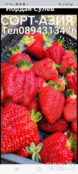 Разсад Ягоди и малини , снимка 1
