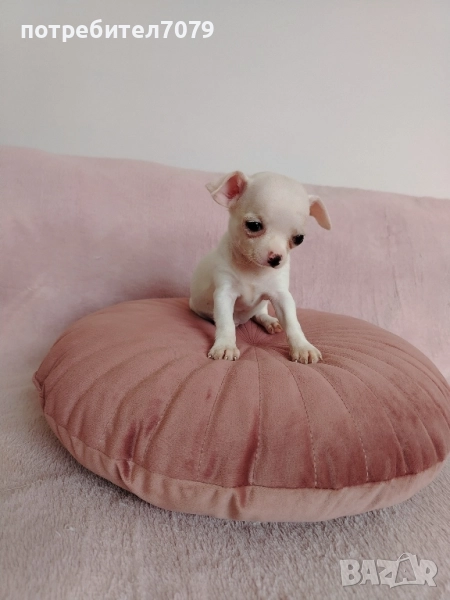 Мини чихуахуа , снимка 1
