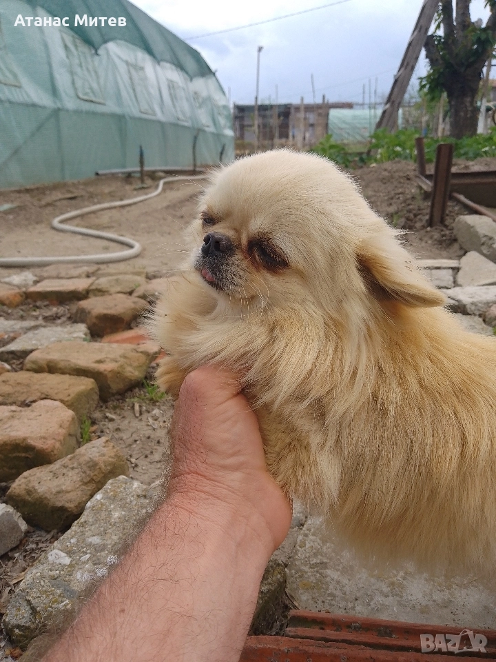 Продавам мъжко мини чихуахуа, снимка 1