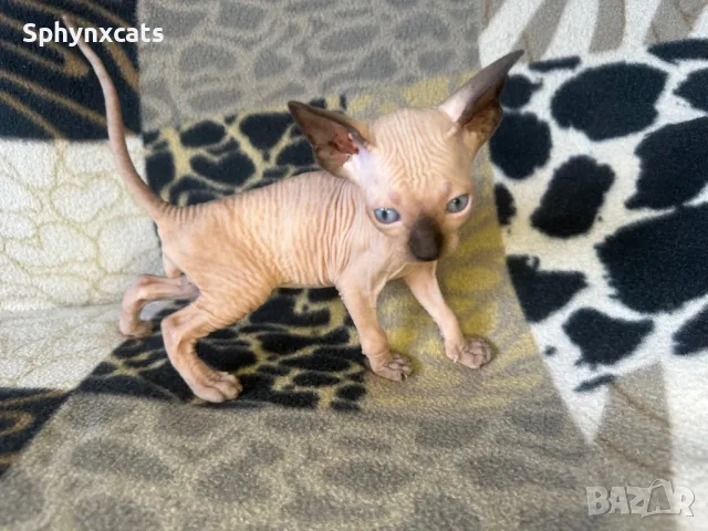 Котенца момичета и момчета канадски сфинкс, снимка 7 - Сфинксове - 49394602